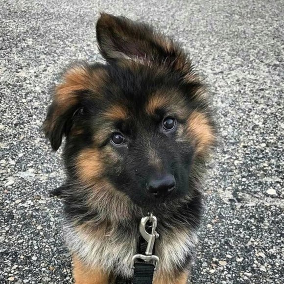 Meet your Posher, Addie - Picture 1 of 1